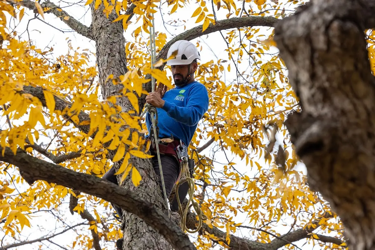 Skilled Tree Planing crew working in Goshen